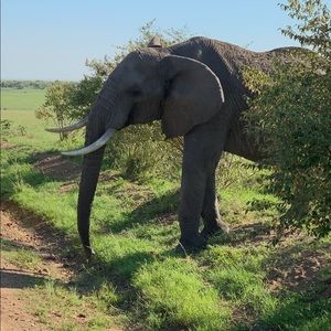 Meet your Posher, Sylvia